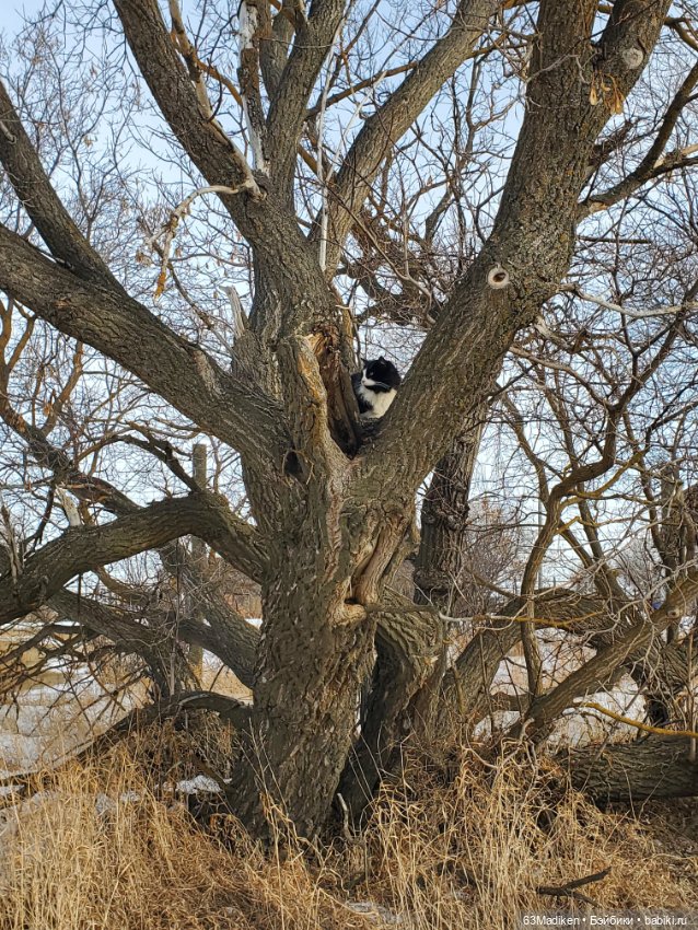 Шапочка — Куклы Sasha Morgenthaler (Саша Моргенталер): Trendon (фото 2)