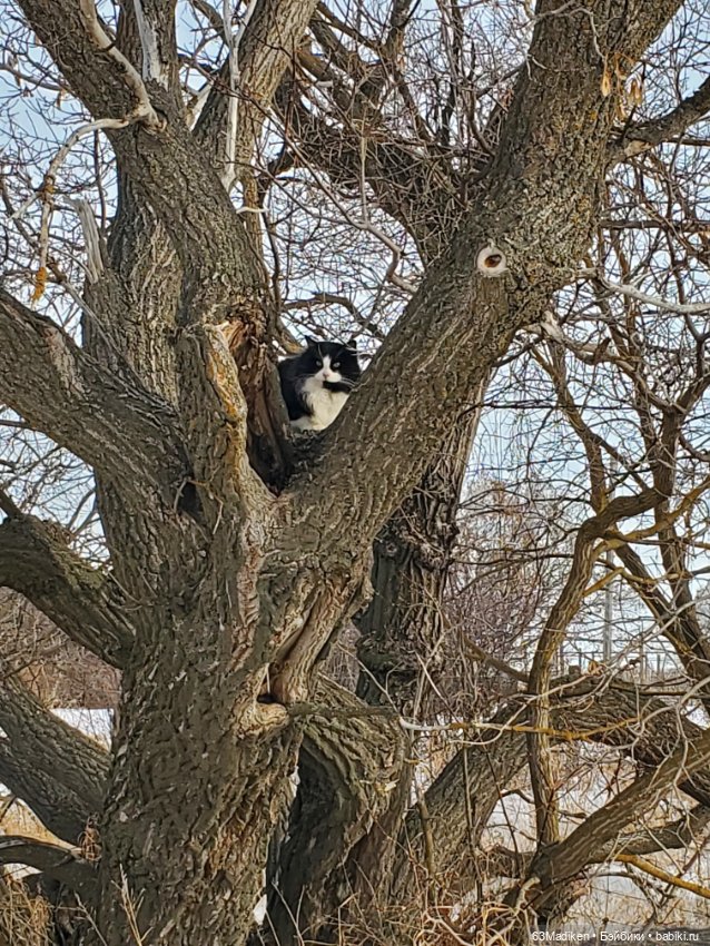 Шапочка — Куклы Sasha Morgenthaler (Саша Моргенталер): Trendon