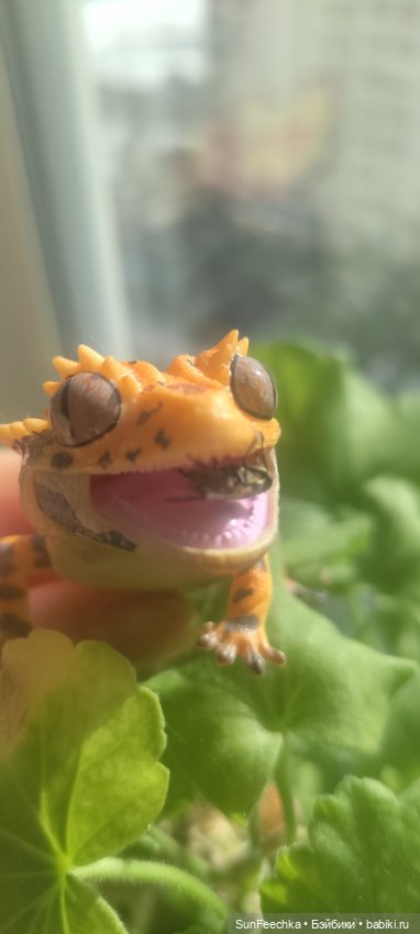 Гошка везде сущий — Коллекционные экшн (фото 5)