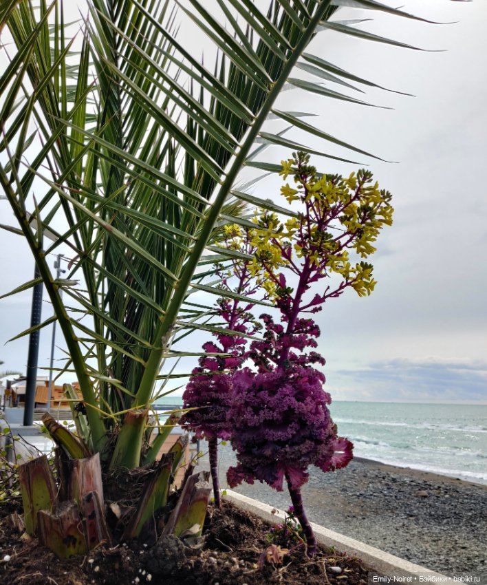 Сочи: Здороваемся с морем