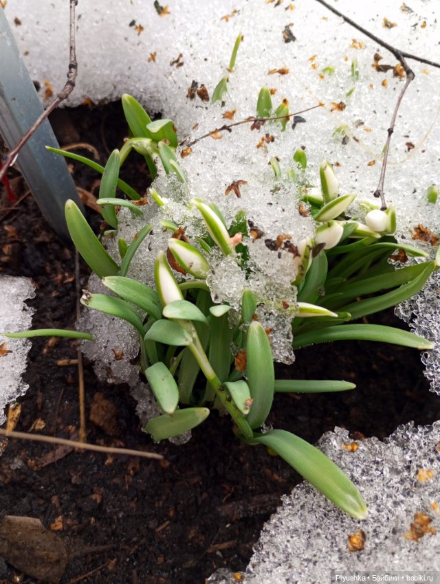 Люк встречает гостей + немного Бони + много подснежников (фото 7)