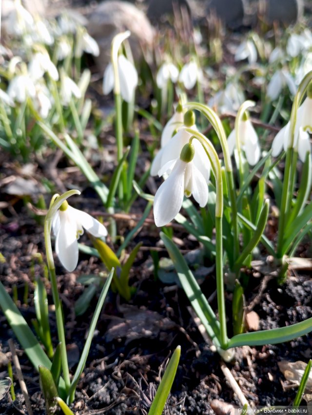 Люк встречает гостей + немного Бони + много подснежников (фото 10)