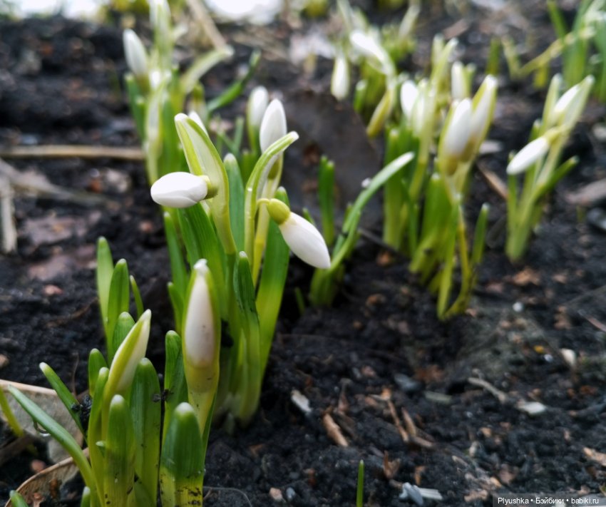 Люк встречает гостей + немного Бони + много подснежников (фото 5)
