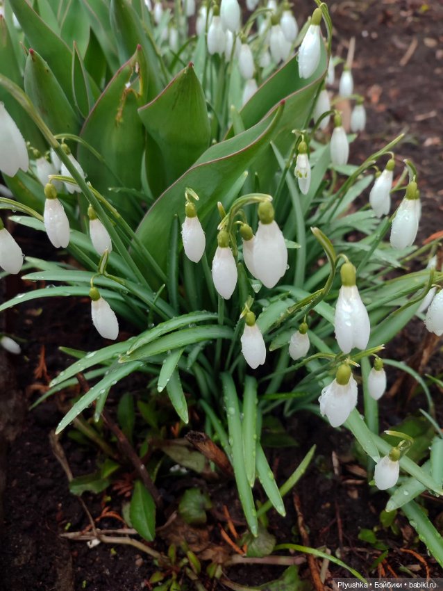 Люк встречает гостей + немного Бони + много подснежников