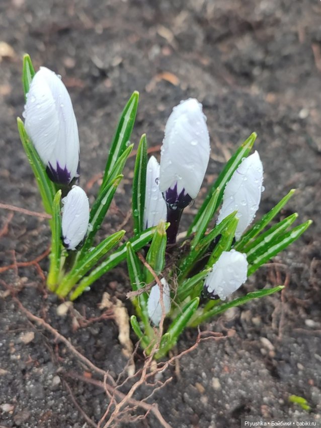 Люк встречает гостей + немного Бони + много подснежников (фото 8)