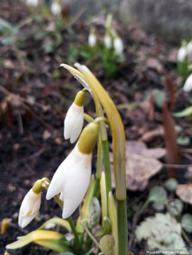 Люк встречает гостей + немного Бони + много подснежников