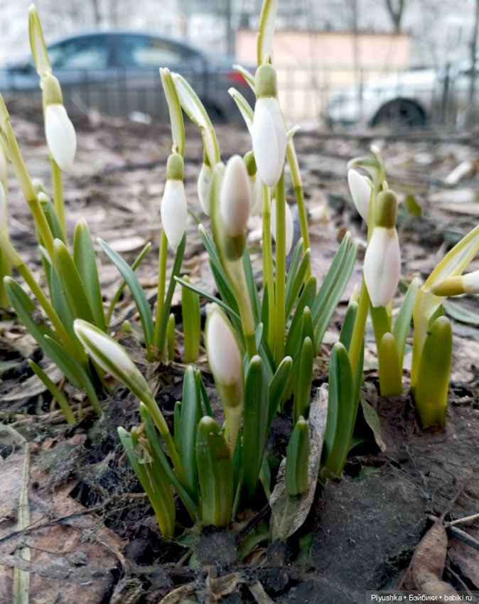 Люк встречает гостей + немного Бони + много подснежников (фото 2)