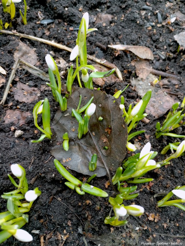 Люк встречает гостей + немного Бони + много подснежников (фото 3)