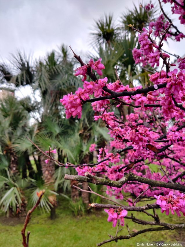 Сочи: Цветы под дождем — Туризм и путешествия: фотоотчеты из поездок