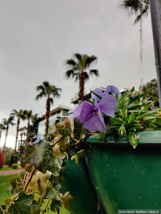 Сочи: Цветы под дождем — Туризм и путешествия: фотоотчеты из поездок