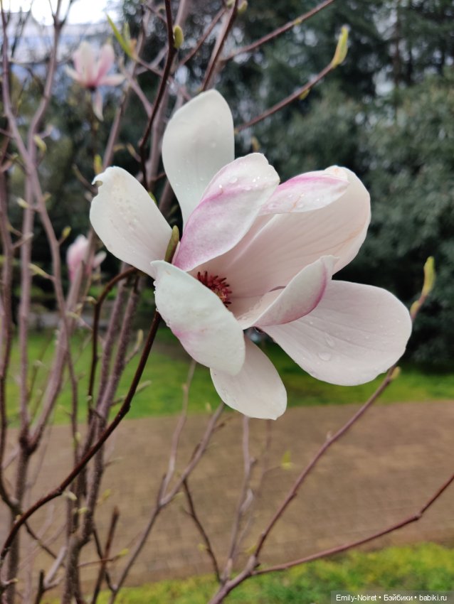 Сочи: Цветы под дождем — Туризм и путешествия: фотоотчеты из поездок