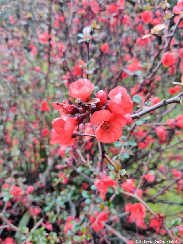Сочи: Цветы под дождем — Туризм и путешествия: фотоотчеты из поездок