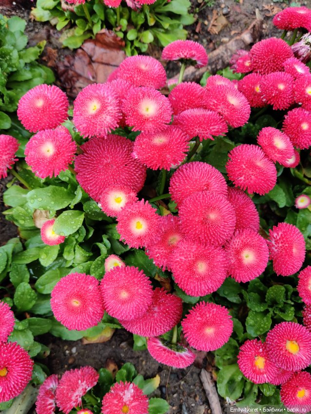 Сочи: Цветы под дождем — Туризм и путешествия: фотоотчеты из поездок