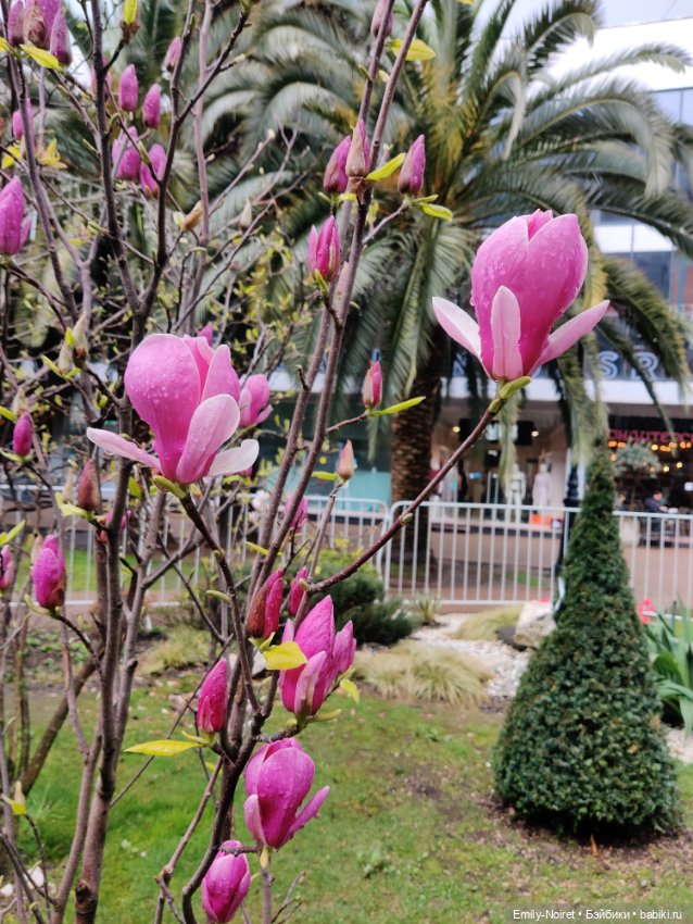 Сочи: Цветы под дождем — Туризм и путешествия: фотоотчеты из поездок