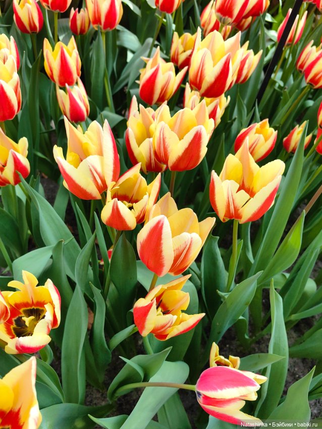 , Музыкальная История 112 (фото 3)