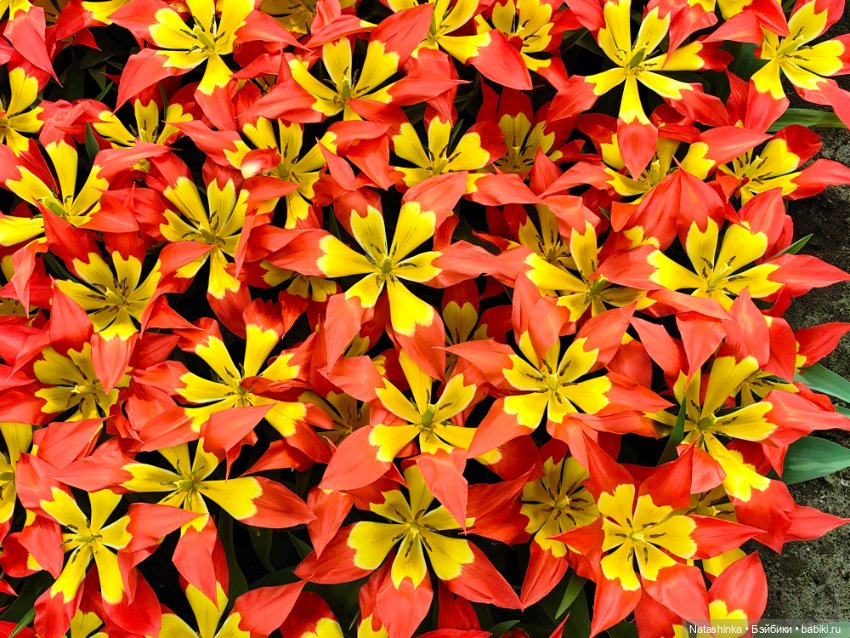 , Музыкальная История 112