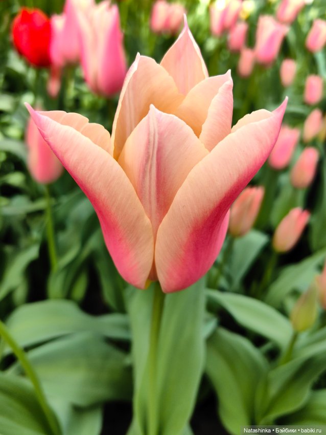 , Музыкальная История 112 (фото 8)