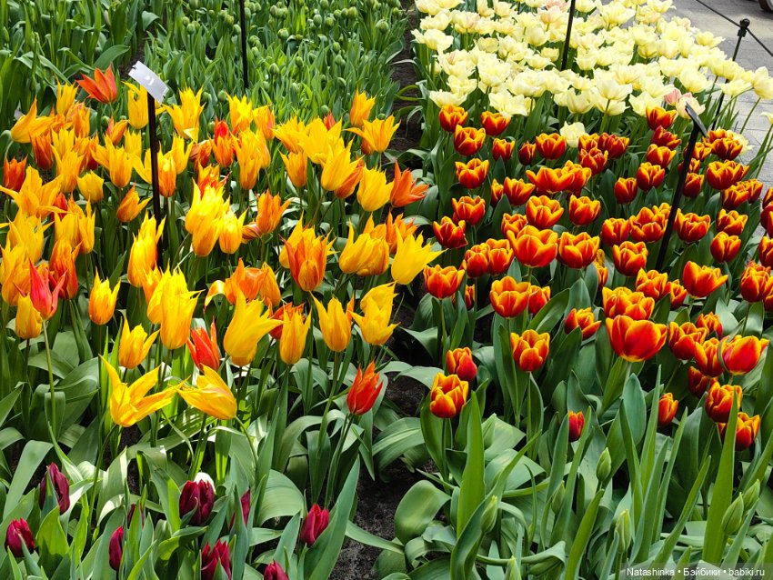 , Музыкальная История 112