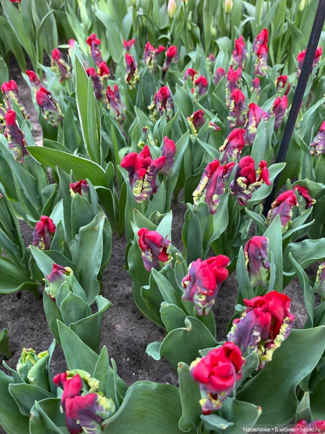 , Музыкальная История 112