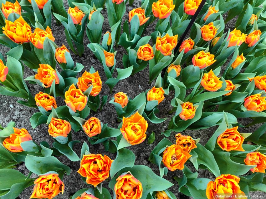 , Музыкальная История 112