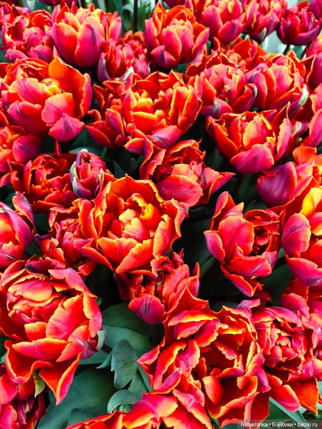 , Музыкальная История 112