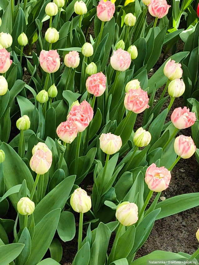 , Музыкальная История 112