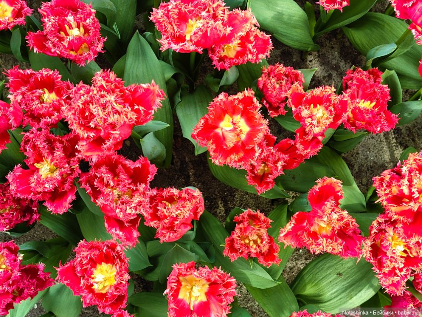 , Музыкальная История 112