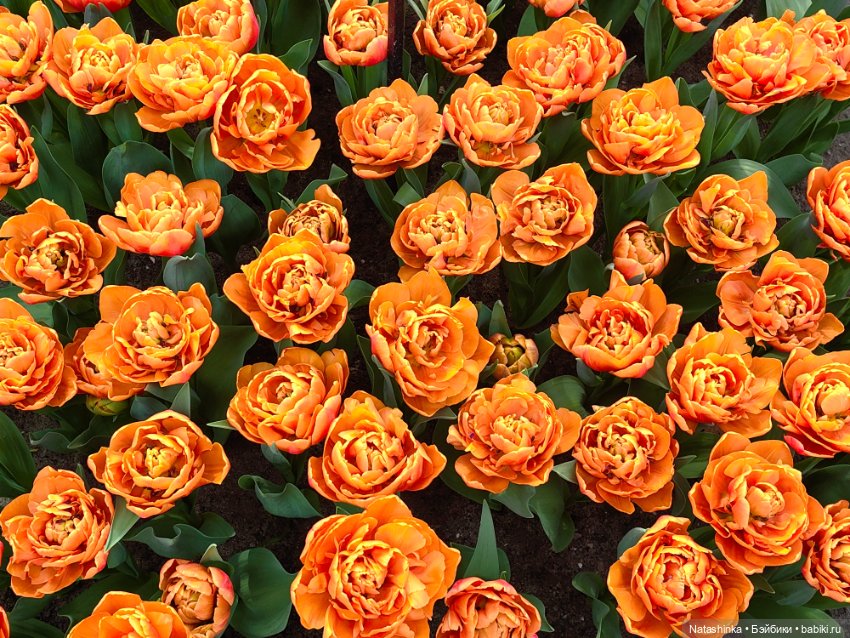 , Музыкальная История 112