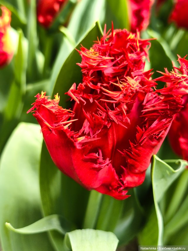 , Музыкальная История 112