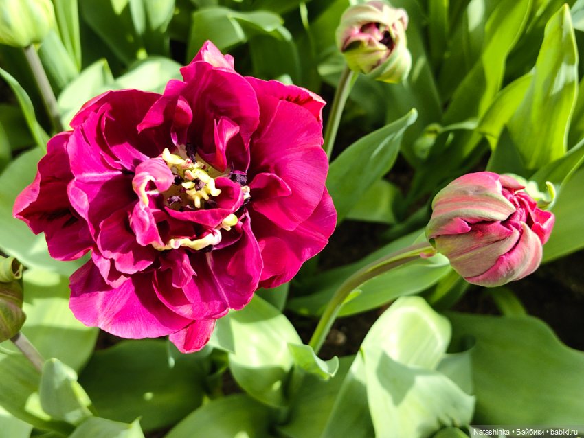 , Музыкальная История 112