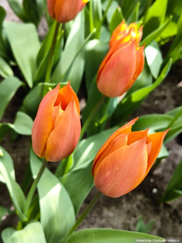 , Музыкальная История 112