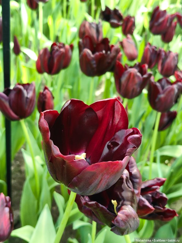 , Музыкальная История 112