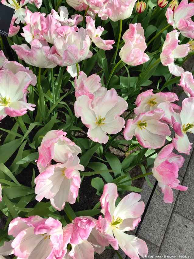 , Музыкальная История 112