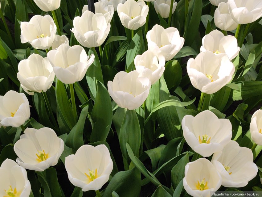 , Музыкальная История 112