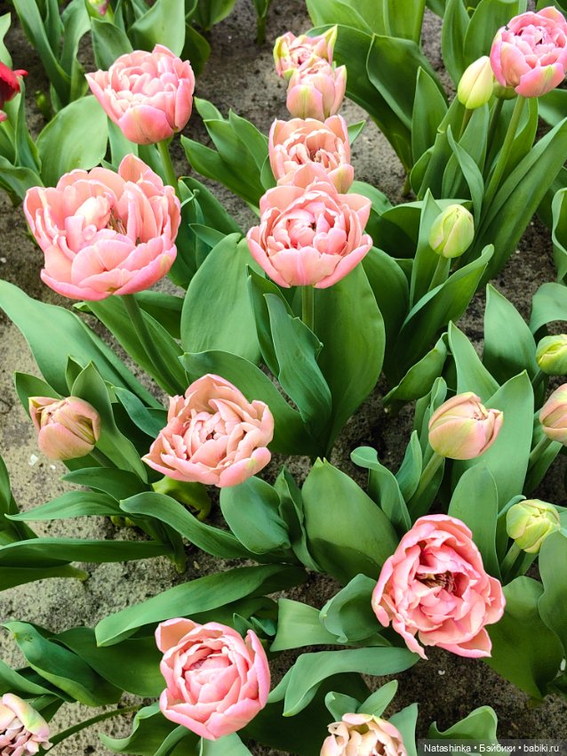 , Музыкальная История 112