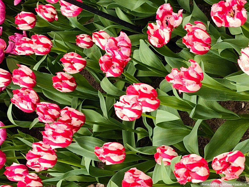 , Музыкальная История 112 (фото 10)