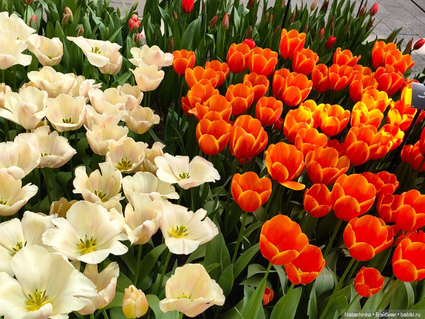 , Музыкальная История 112