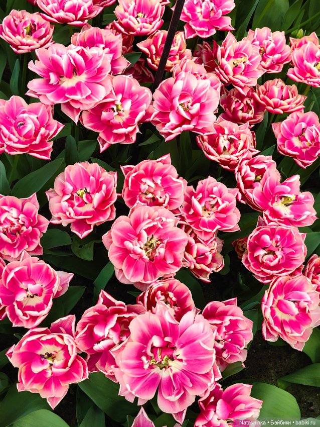 , Музыкальная История 112