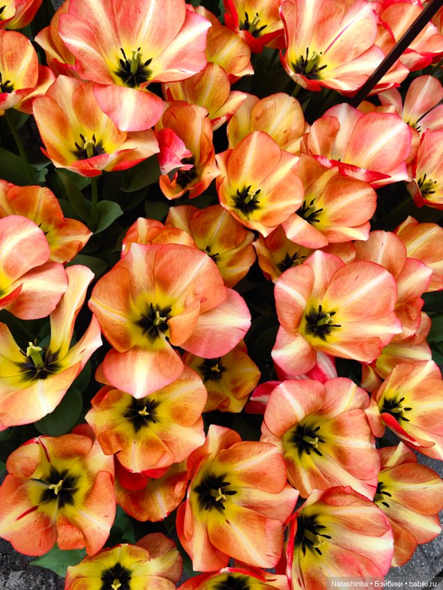 , Музыкальная История 112