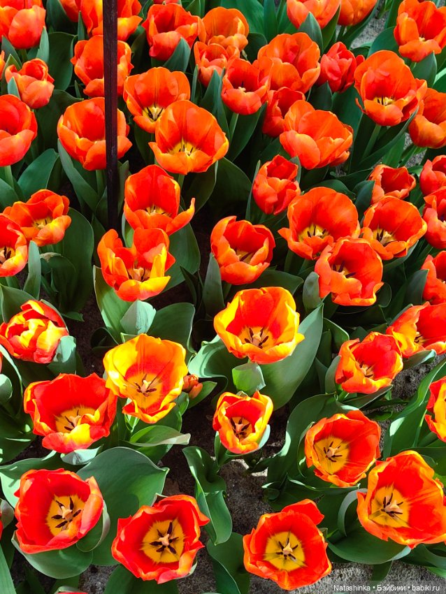 , Музыкальная История 112