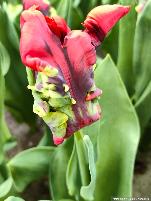 , Музыкальная История 112