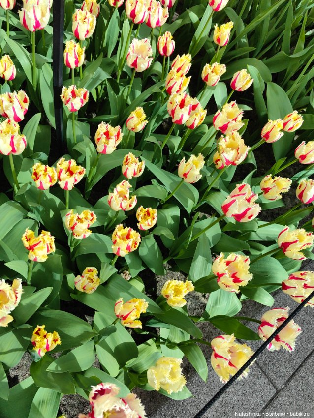 , Музыкальная История 112