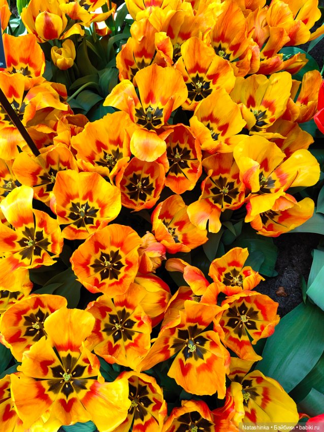 , Музыкальная История 112