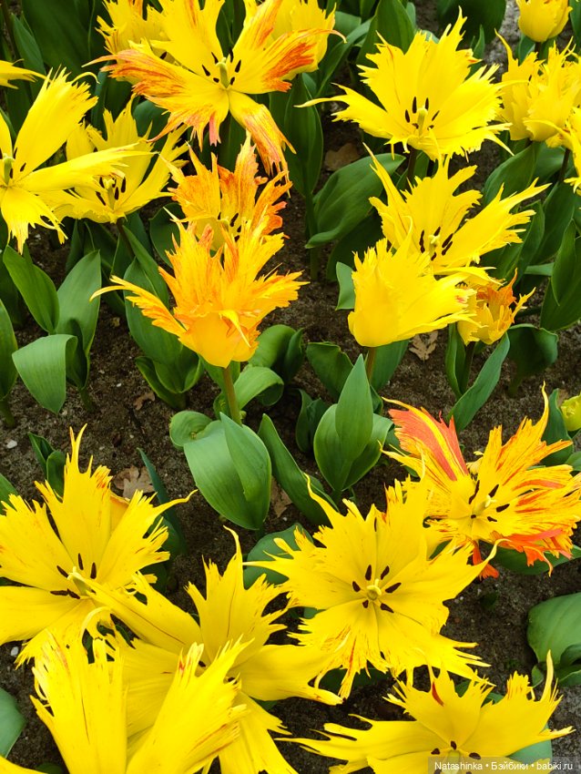 , Музыкальная История 112