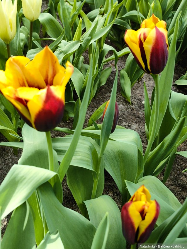 , Музыкальная История 112