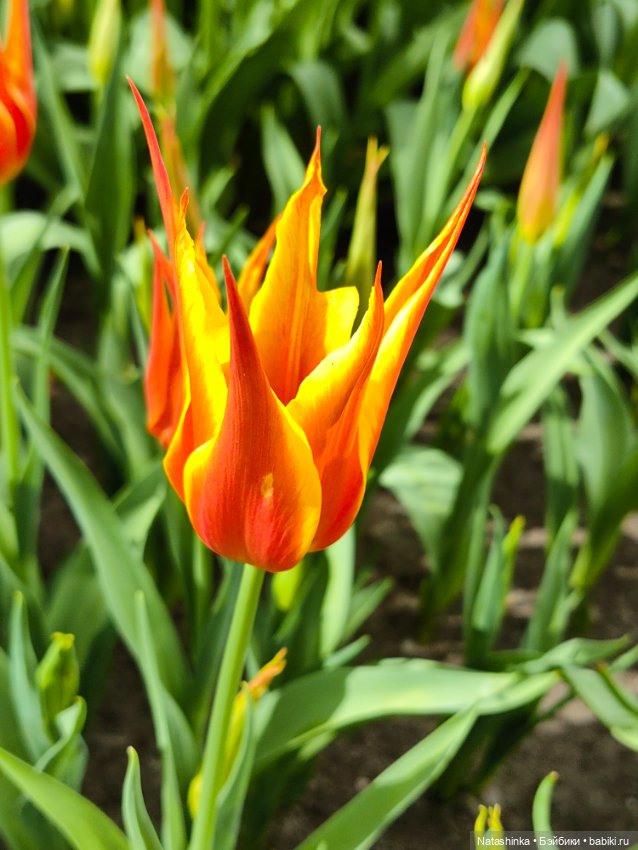 , Музыкальная История 112