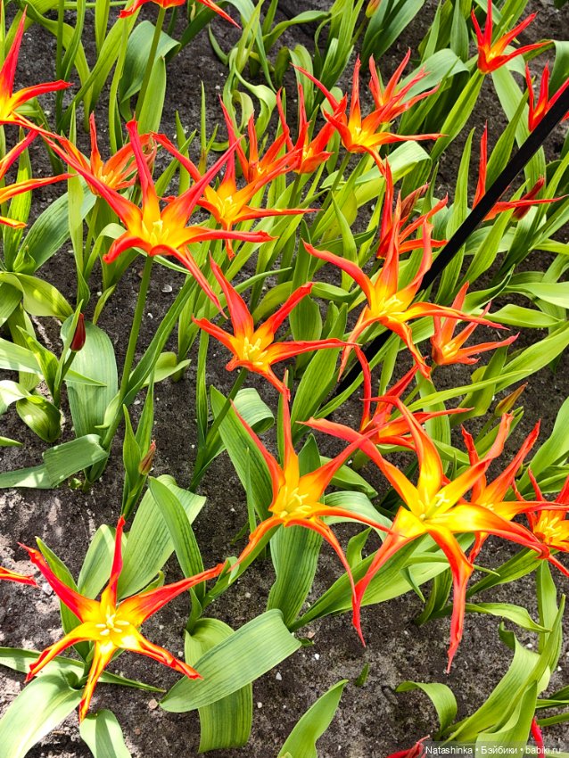 , Музыкальная История 112