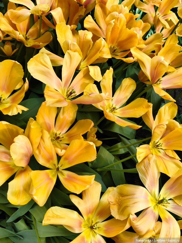 , Музыкальная История 112 (фото 5)