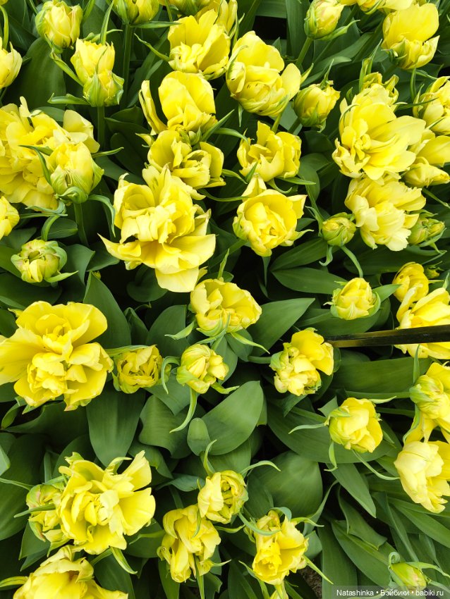 , Музыкальная История 112