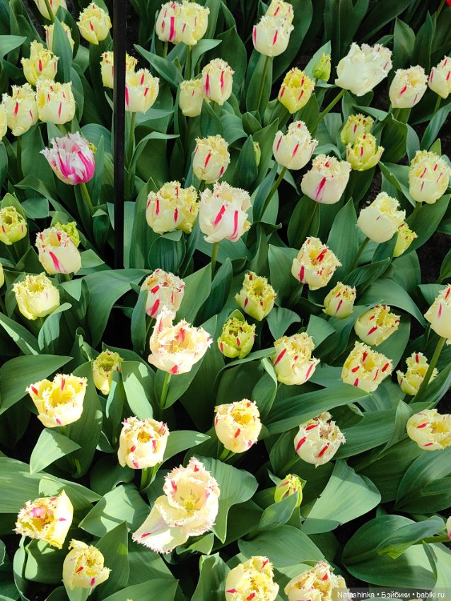 , Музыкальная История 112